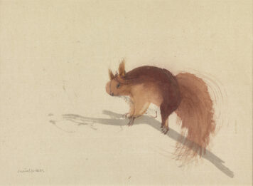 Perthshire Red