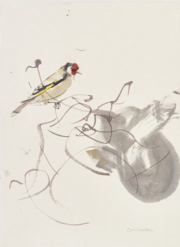 Goldfinch by the Feeder