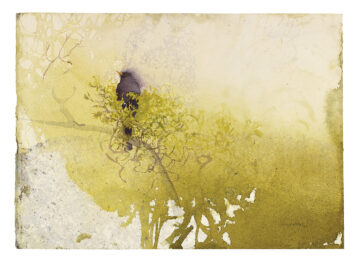 Song from the Hedgerow