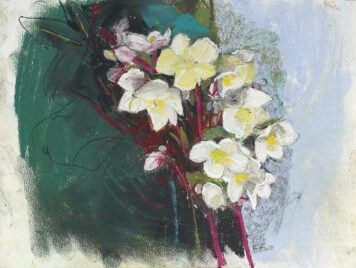 Hellebores