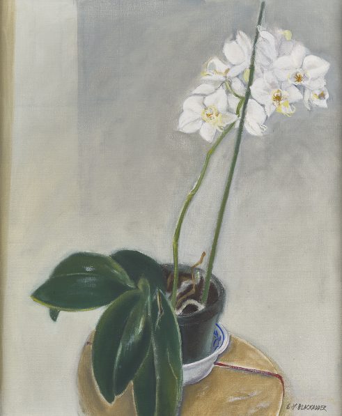 Orchid, Phalaenopsis