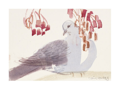Garden Flock: Dove