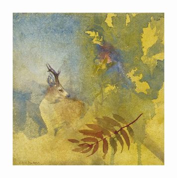 Roebuck, Autumn
