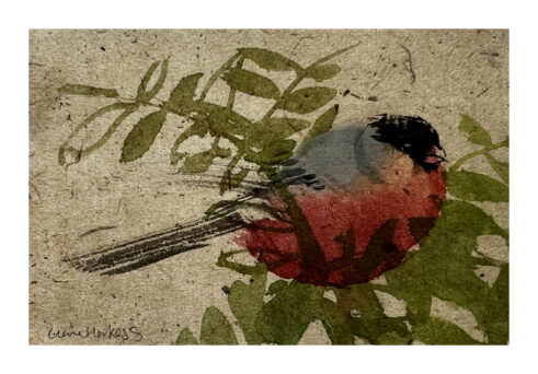 Bullfinch