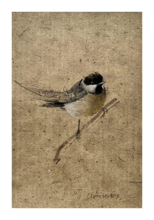Coal Tit