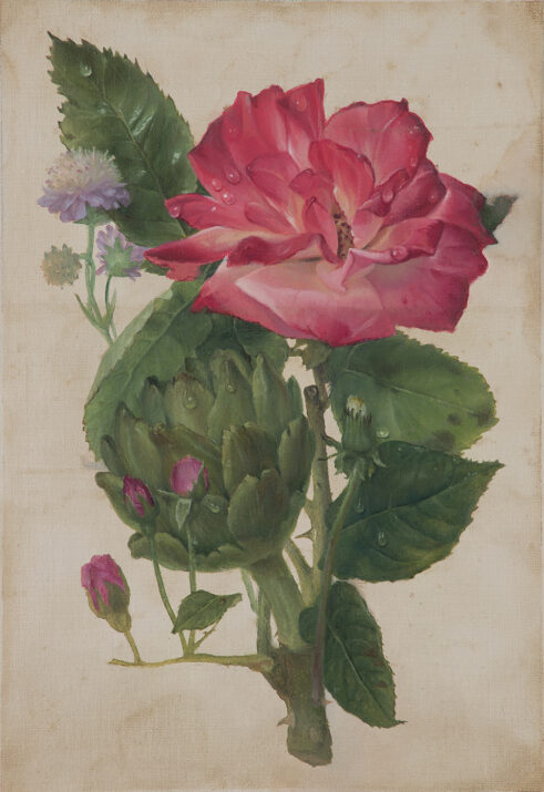Boarhills Botanical, Rose and Artichoke