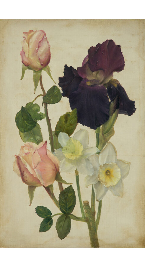 Boarhills Botanical, Iris
