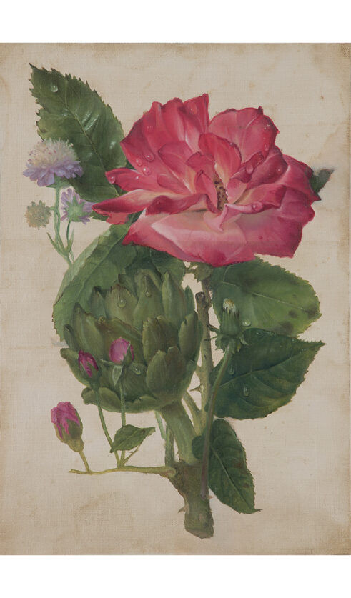 Boarhills Botanical, Rose and Artichoke