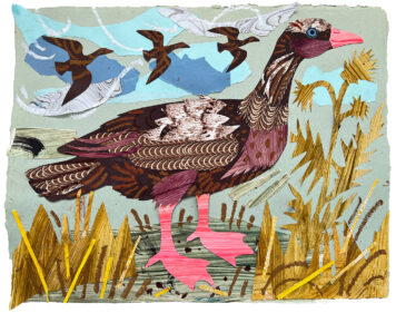Pink Footed Goose
