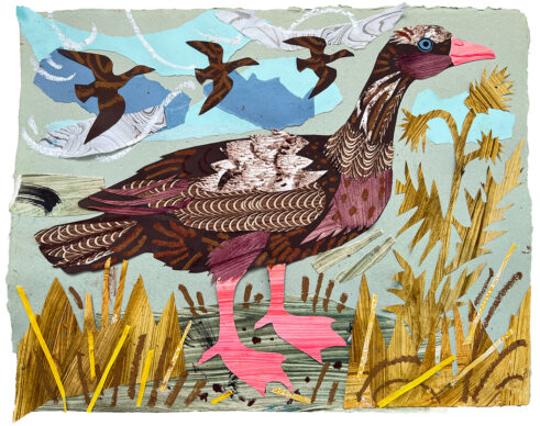 Pink Footed Goose