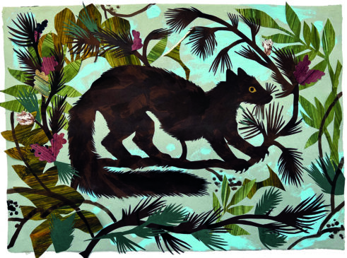 Pine Marten
