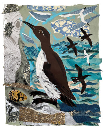 Bridled Guillemot