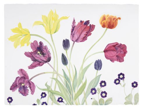 Tulips and Auricula Faliraki