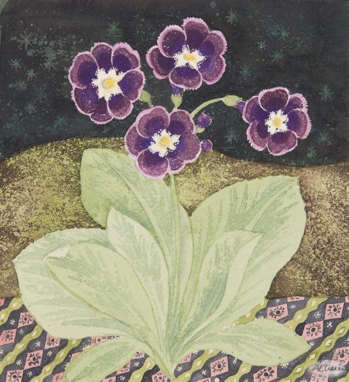 Auricula Night Sky