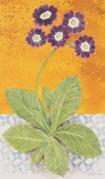 Auricula Pink and Gold