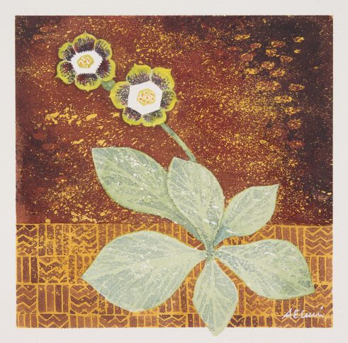 Auricula Green Edge