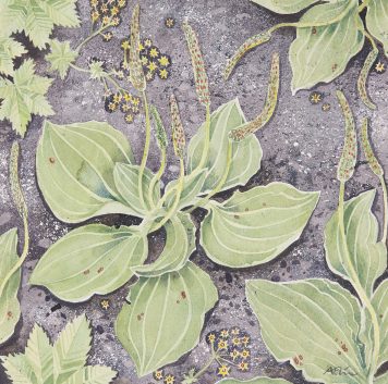 Plantain and Lady’s Mantle
