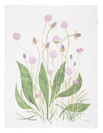 Machair Study with Plantains and Thrift