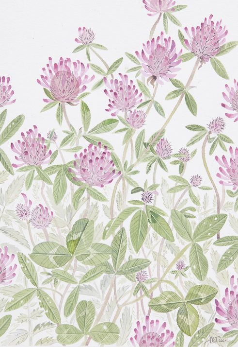 Red Clover, Knockintorran