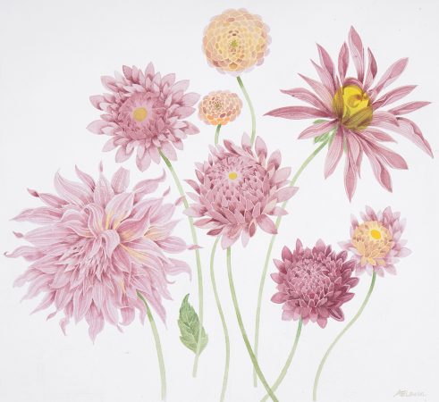 November, Last of the Dahlias