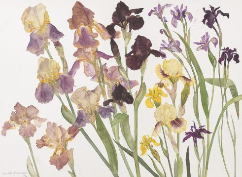 Irises