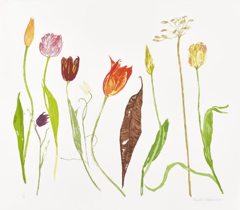 Tulips