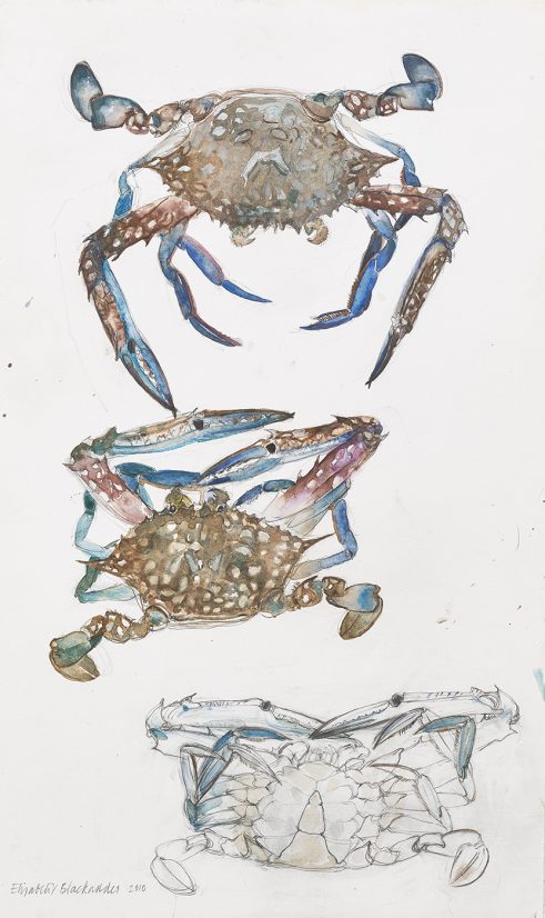 Blue Crab