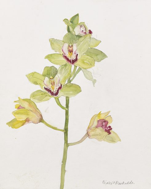 Green Orchid