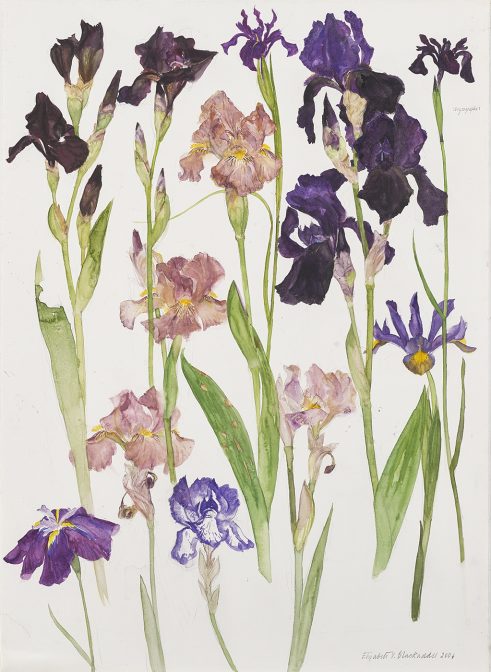 Mixed Irises