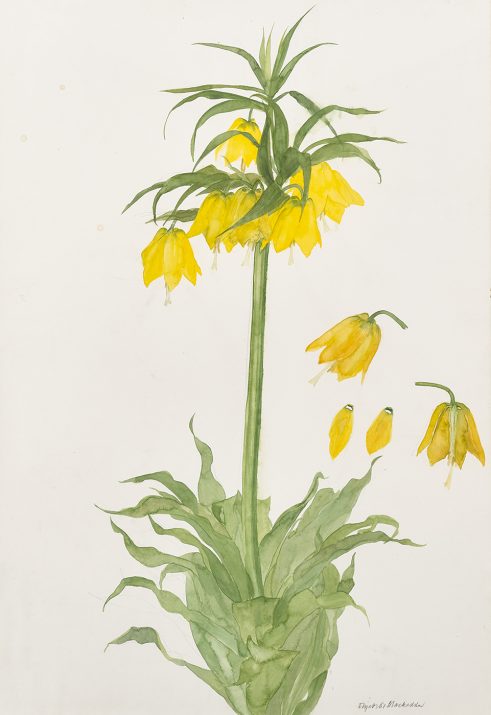 Fritillary Imperialis