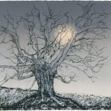 Low Winter Sun