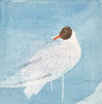Black-headed Gull, Summer