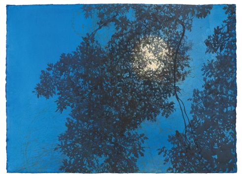 Midnight Oak