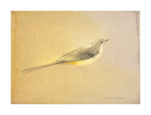 Wagtail I