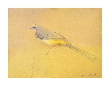 Wagtail II