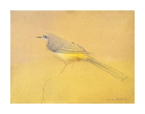 Wagtail II