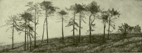 landscape of of trees in etching and drypoint by Kirstie Behrens