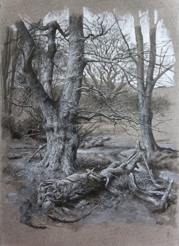 ink, charcoal and acrylic on board tree study by Paul Reid