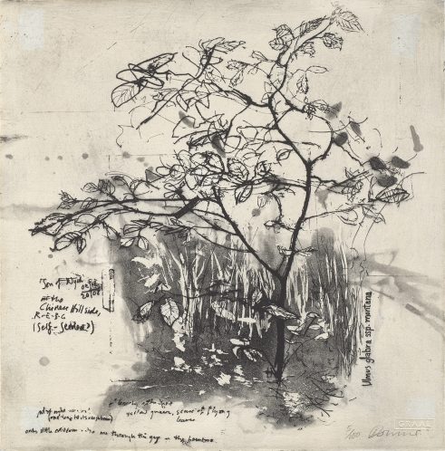 etching of tree by Kate Downie
