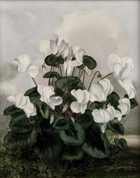 Cyclamen
