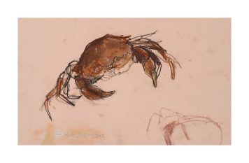Small Velvet Crab