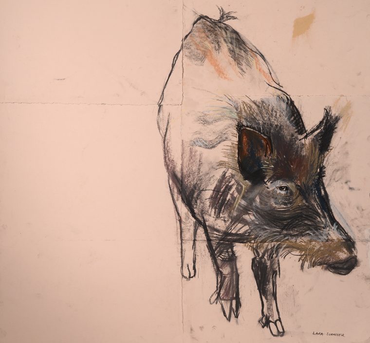 Hog