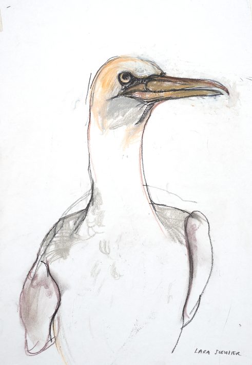 Gannet II