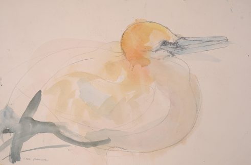 Gannet
