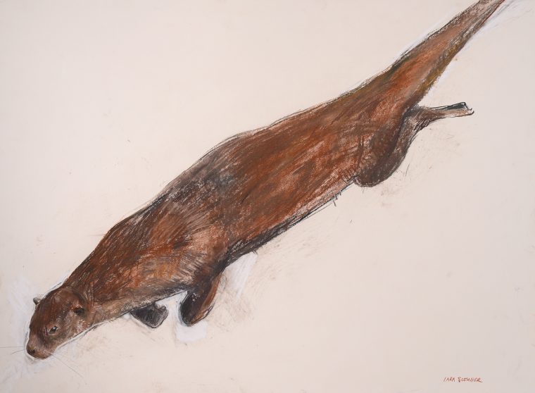 Diving Otter