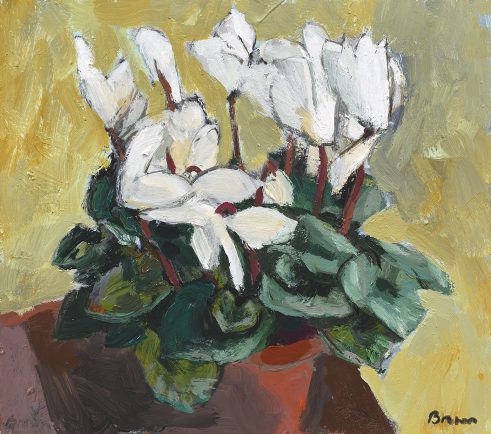 White Cyclamen