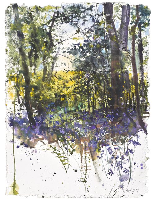 Bluebells and Rapeseed