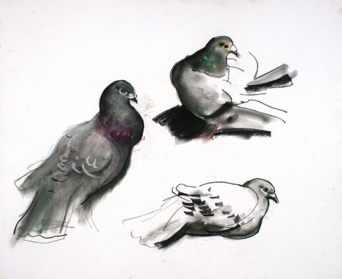 Les Pigeons