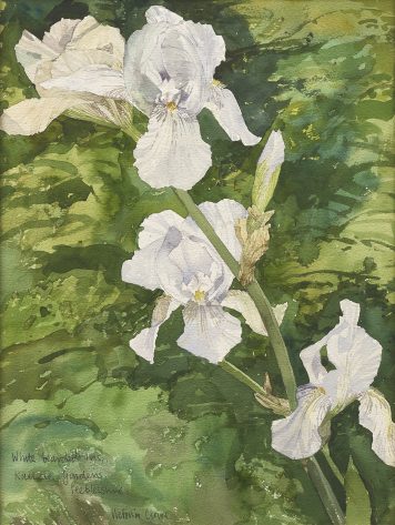 White Bearded Iris, Kailzie Gardens, Peebleshire