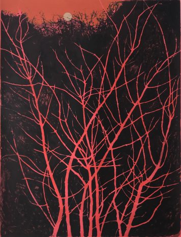 Coral Bark Maple, Wolf Moon